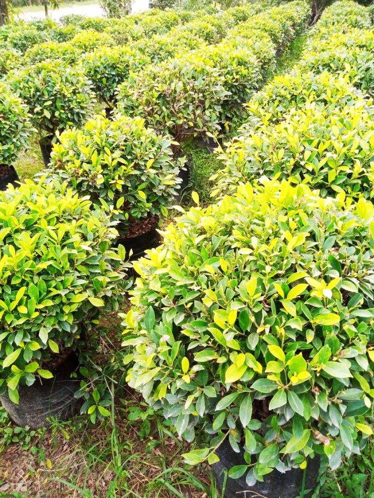 Ficus Benjamina Gold – Baag Bageecha