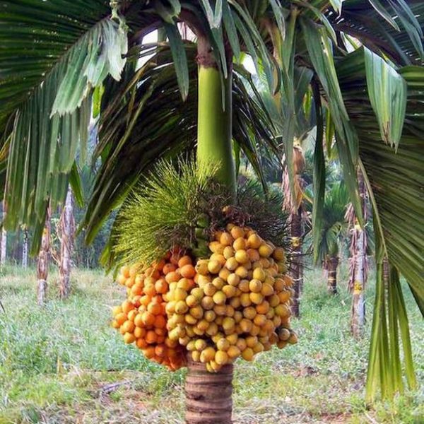 Banana Amruthapani – Fruit Plants & Tree – Baag Bageecha